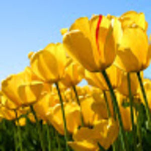 Meet your Posher, Anne